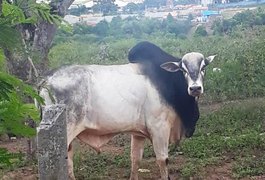 Bois soltos na estrada e nos quintais das residências assustam moradores do Povoado Baixa da Hora, em Arapiraca