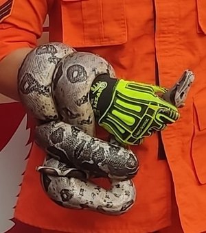 Vídeo. Cobra é resgatada de quintal de residência em Porto de Pedras