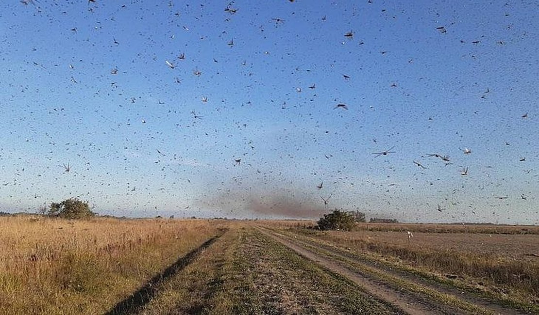 Nuvem de gafanhotos ameaça plantações no Sul do Brasil