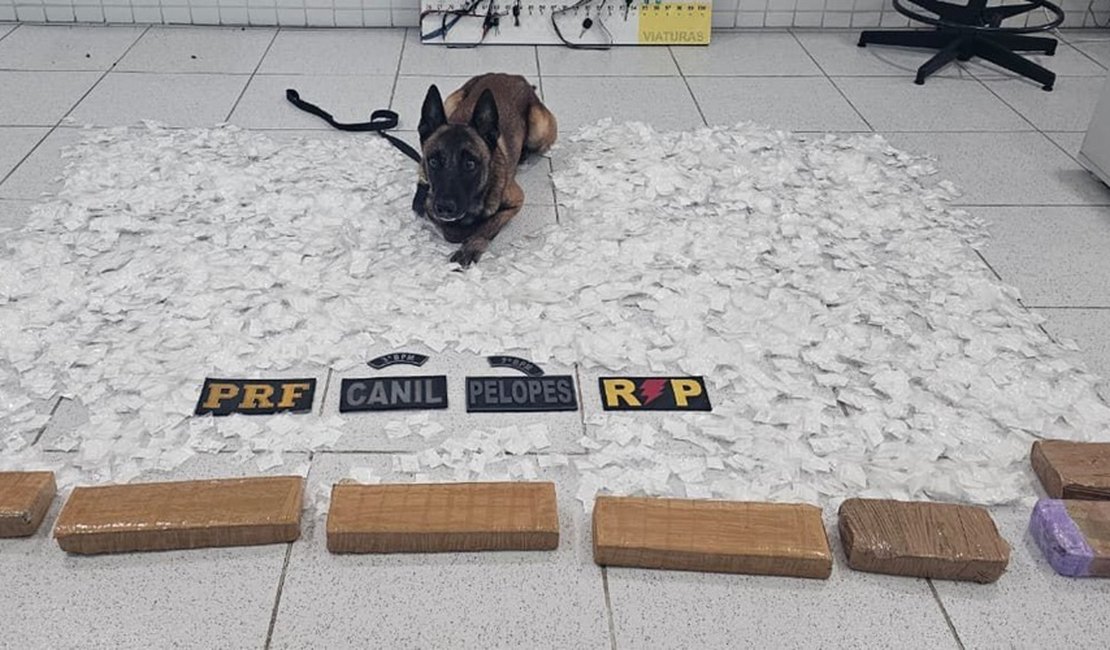 Operação intercepta carga de drogas avaliada em R$ 500 mil e prende traficante em Canapi