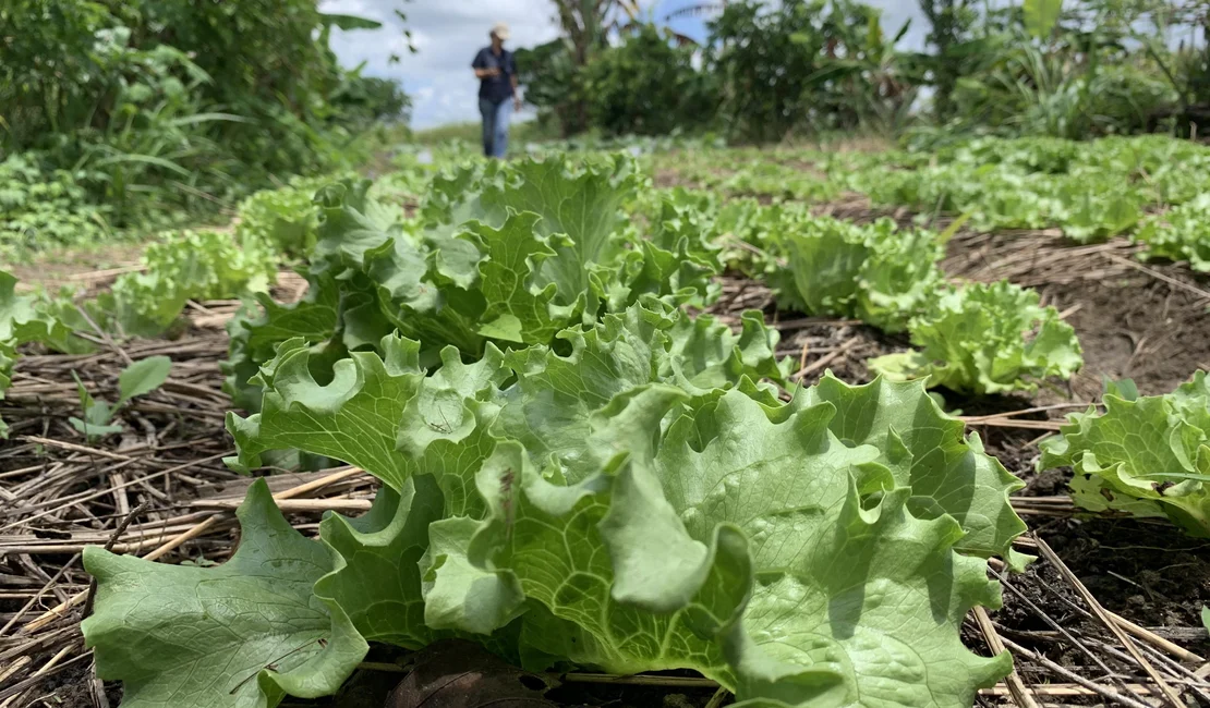 Plano ABC+ Alagoas fomenta a agricultura sustentável no estado