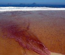 Banhistas relatam sentir 'enjoo, falta de ar, febre e dor no corpo' após intoxicação em praia alagoana
