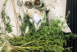 Operação descobre plantação com 300 pés de maconha e prende homem no Sertão de Alagoas