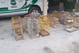 PM resgata 40 aves silvestres durante operação ambiental no interior de Alagoas