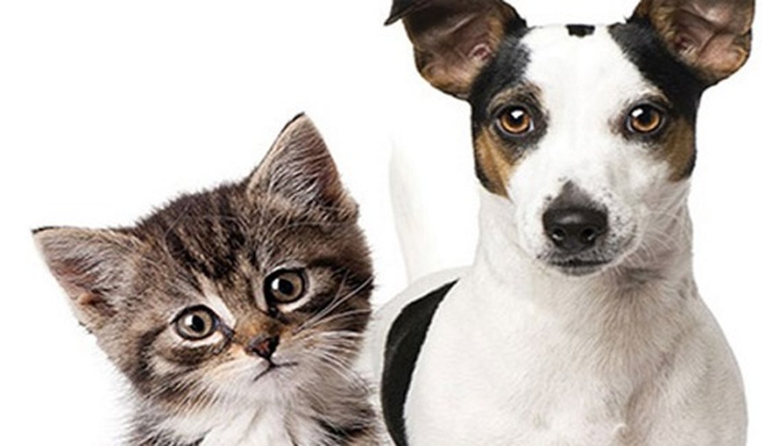 Feira de adoção de cães e gatos acontece no próximo domingo