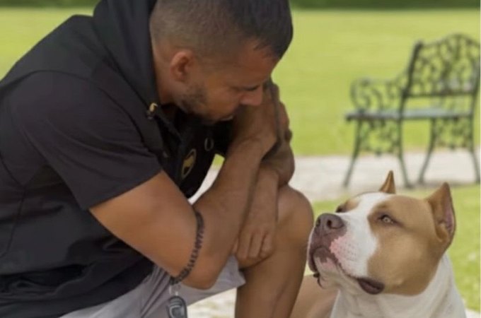 Adestrador alerta para riscos de cães agressivos e falta de responsabilidade de tutores em Arapiraca
