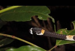 Em trilha na Amazônia, cientistas registram 'canto de cobra' pela 1ª vez na América Latina; ouça