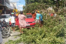 Vídeo: Árvore cai sobre automóvel no Centro de Arapiraca