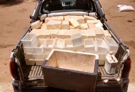 Fiscalização apreende 510 quilos de queijo em Traipu