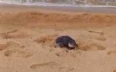 Pinguim resgatado