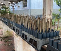 Expansão da própolis vermelha: 600 mudas de planta serão distribuídas em AL