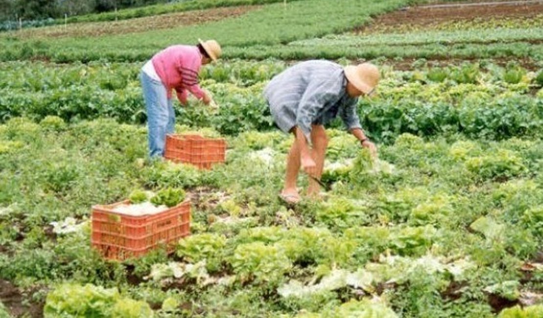 Meteorologista diz que 2015 será positivo para agricultura, com chuvas regulares