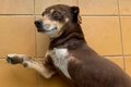 Família de Arapiraca busca informações sobre cachorro desaparecido