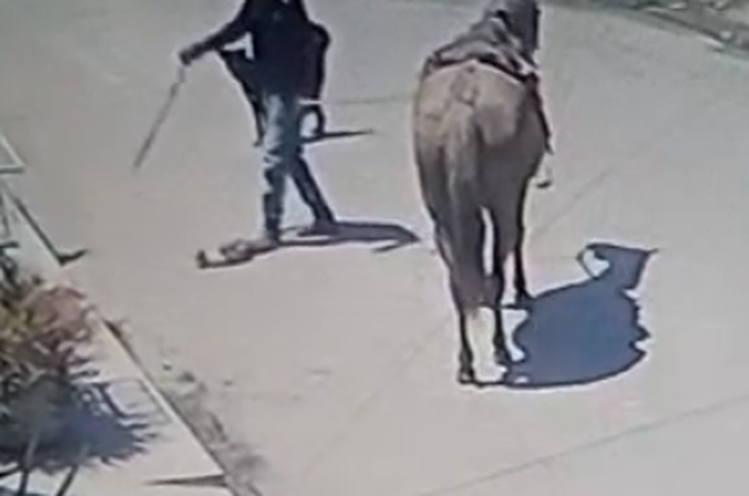 VÍDEO: Homem chuta gato ferido e dá chicotada para matá-lo em loteamento de Arapiraca