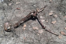 Moradores encontram ossada em terreno no Sítio Antas