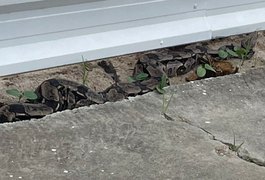 Jiboia de mais de 2 metros é resgatada pela Polícia Ambiental em Jacarecica