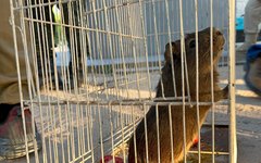 No coração da Caatinga, pássaros resgatados voltam para casa