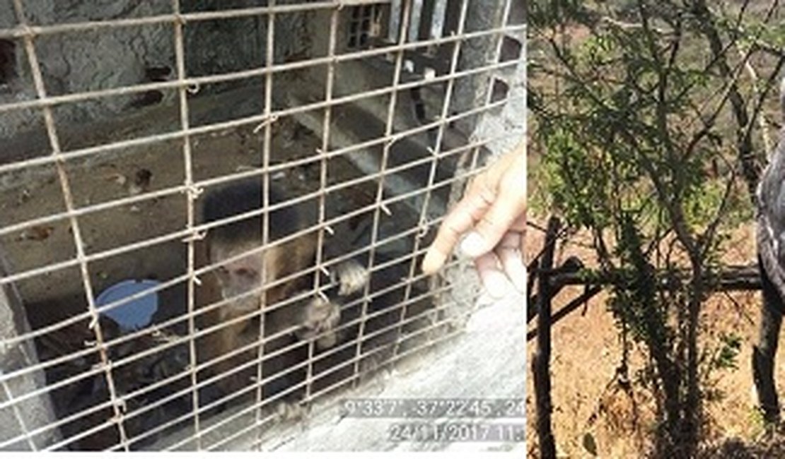 Macaco, águias e outros animais silvestres mantidos em cativeiro são apreendidos em operação