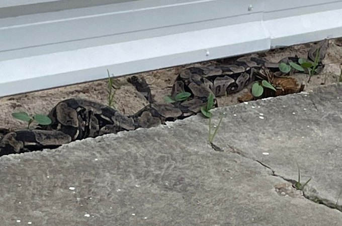 Jiboia de mais de 2 metros é resgatada pela Polícia Ambiental em Jacarecica