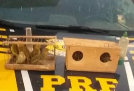 PRF apreende pássaros silvestres e prende suspeito em Teotônio Vilela