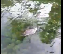 Pesquisadores recolhem mais de 20 cágados mortos em lagoa de Jequiá da Praia