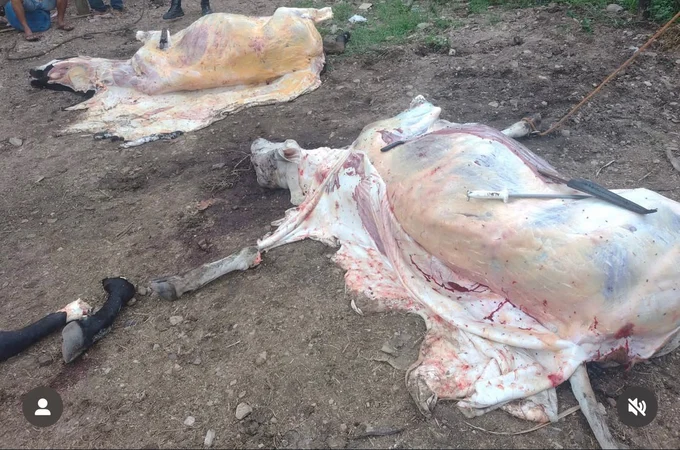 Abatedouro clandestino é fechado em Porto Real do Colégio após denúncia