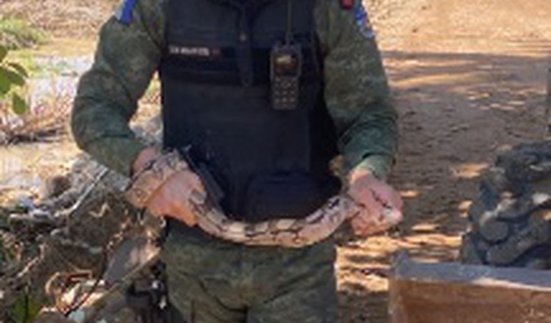 Após fortes chuvas, 4 jacarés e uma jiboia foram encontrados em Praia de Maceió