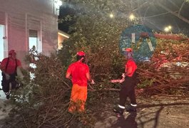 Árvore cai na Rua Pedro Leão, no Centro, e mobiliza Corpo de Bombeiros