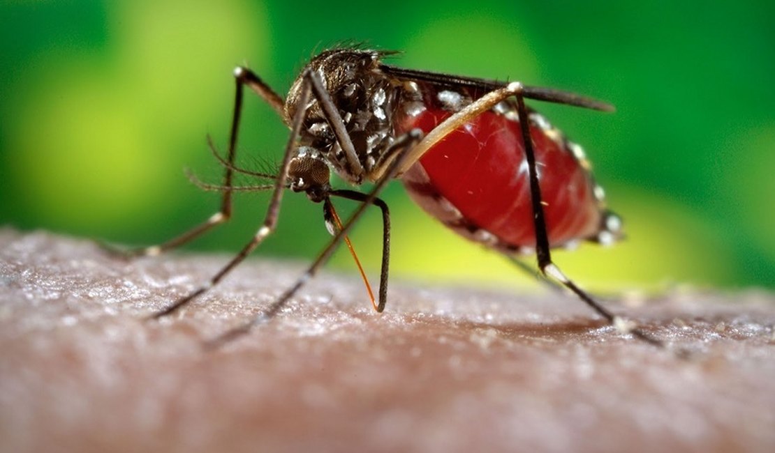 Arapiraca continua em estado de alerta contra os casos de dengue