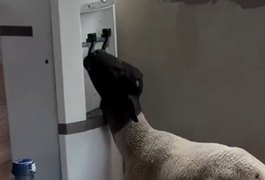 VÍDEO: Cabrito é filmado tomando água gelada em bebedouro de chácara em Petrolina