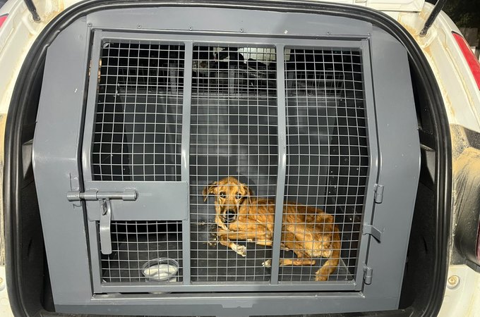 Mulher é presa por maus-tratos a animal no conjunto Barnabé, em Rio Largo