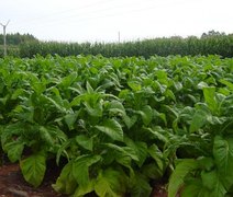 Políticas antifumo impactam cultura do tabaco no Brasil