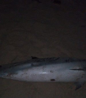 Golfinho é encontrado morto após encalhar em praia de AL