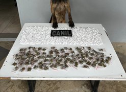Cão farejador da PM encontra mais de 650 porções de drogas escondidas em área de mata em Arapiraca