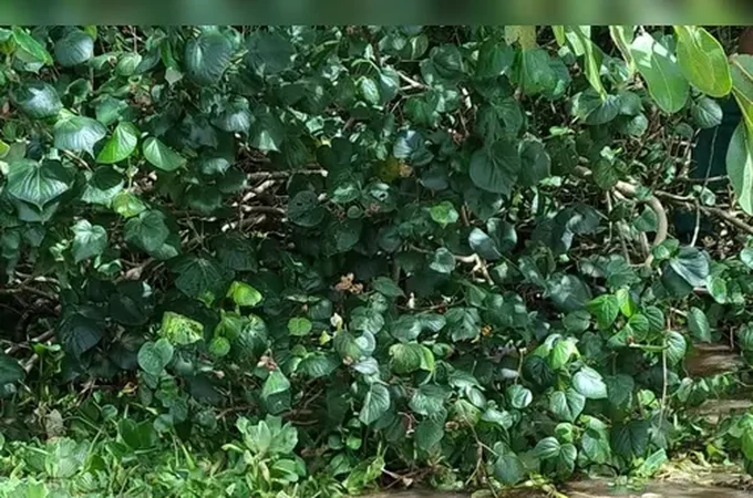 Idoso de 66 anos é encontrado morto na Lagoa Mundaú, em Santa Luzia do Norte