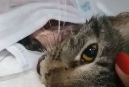 Morre gatinha que foi esfolada viva em Maceió