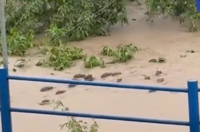 VÍDEO: Correnteza arrasta capivaras em Paudalho, no interior de Pernambuco