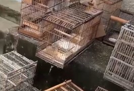 VÍDEO: BPA resgata 37 aves que estavam em local irregular em Maceió