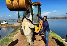 Peixe de quase 200 quilos é encontrado em fazenda de produção de camarão