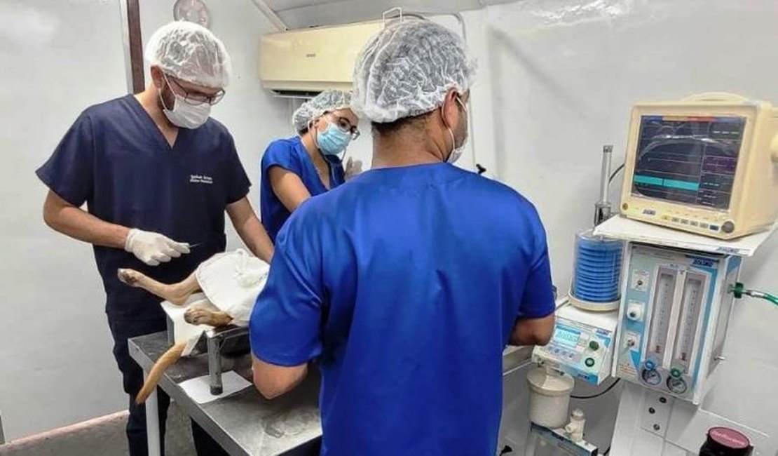 Secretaria de Saúde de Penedo realiza nova Campanha Castra Pet