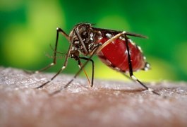 Arapiraca continua em estado de alerta contra os casos de dengue