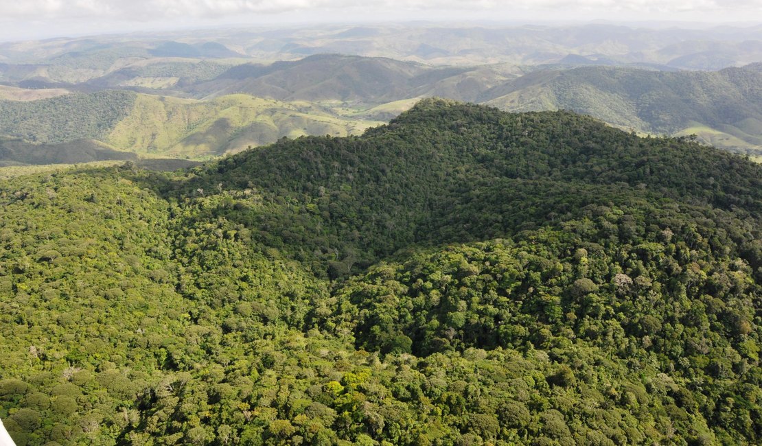 Alagoas registra queda de 68,4% no desmatamento em 2025, segundo MapBioma