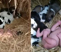 Filhotes de cachorro salvam recém-nascida que foi abandonada no frio pelos pais