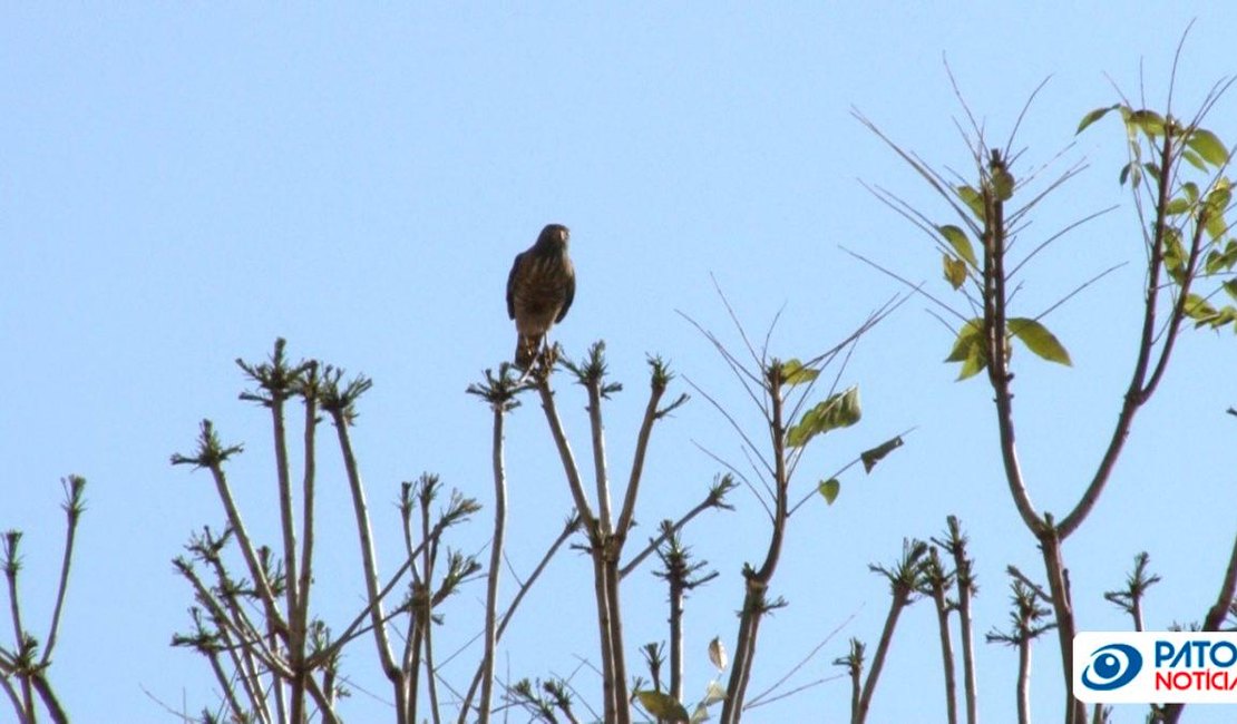 Protegendo filhotes no ninho, gavião ataca alunos em colégio de Maceió