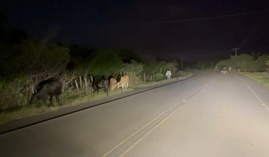 Colisão de carro em animal deixa mulher ferida na AL 110, em Penedo