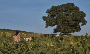 Curta-metragem alagoano “Destinação” estreia na Mostra Taquary e aborda ancestralidade feminina no Agreste