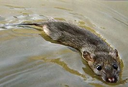 Oito pessoas já morreram vítimas de leptospirose após enchentes no Rio Grande do Sul