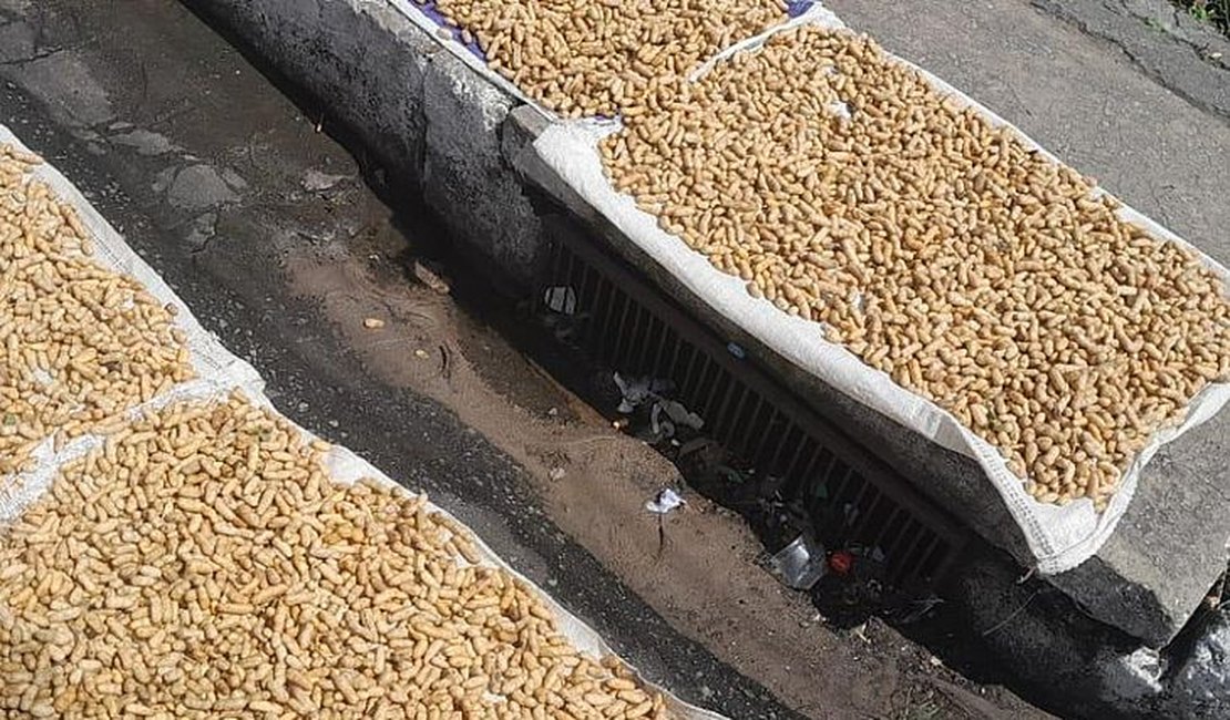Fiscalização apreende 15kg de amendoim com suspeita de contaminação por fezes e urina de rato, em Maceió