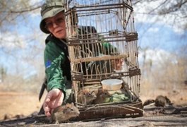 Ação do MPE/AL no Sertão de Alagoas devolve cerca de 140 animais silvestres à natureza