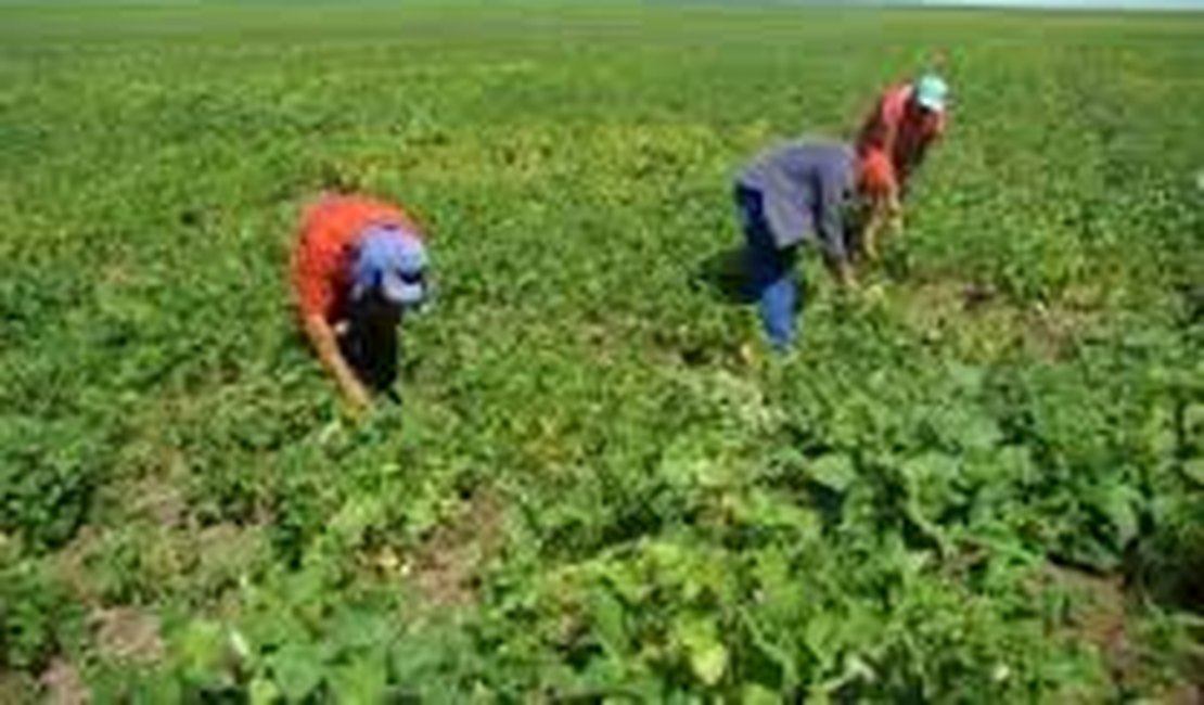 Agricultores alagoanos têm até o dia 30 de novembro para renegociar dívidas